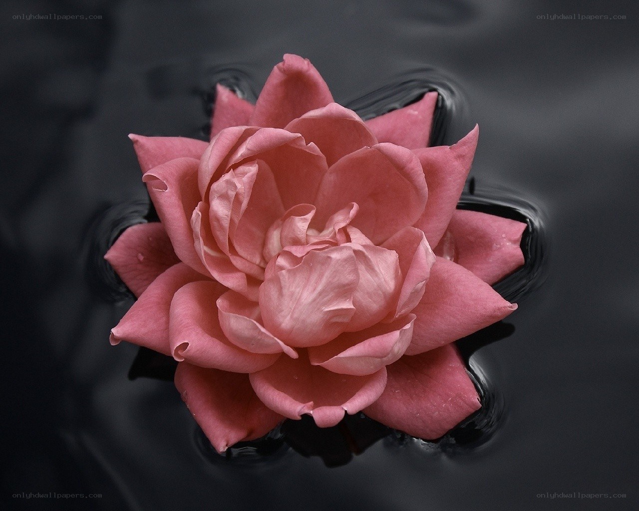 pink rose on dark water