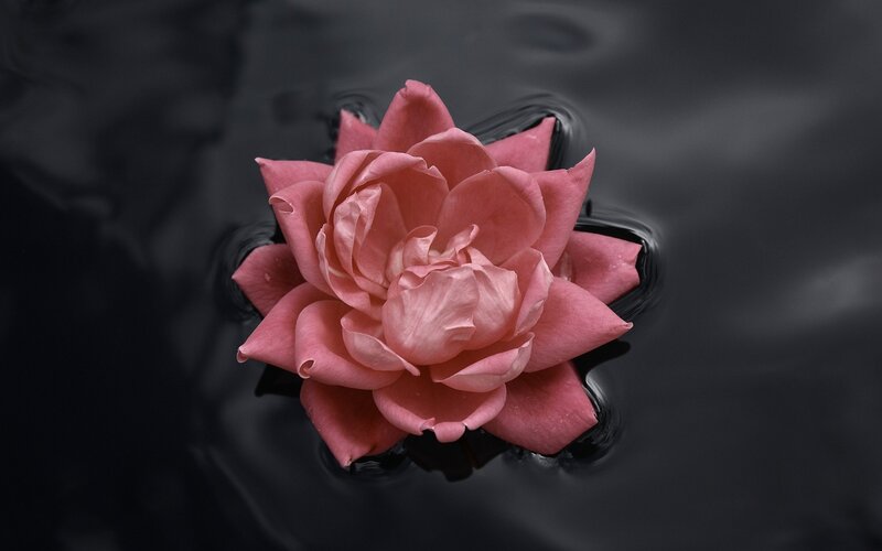 pink rose on dark water