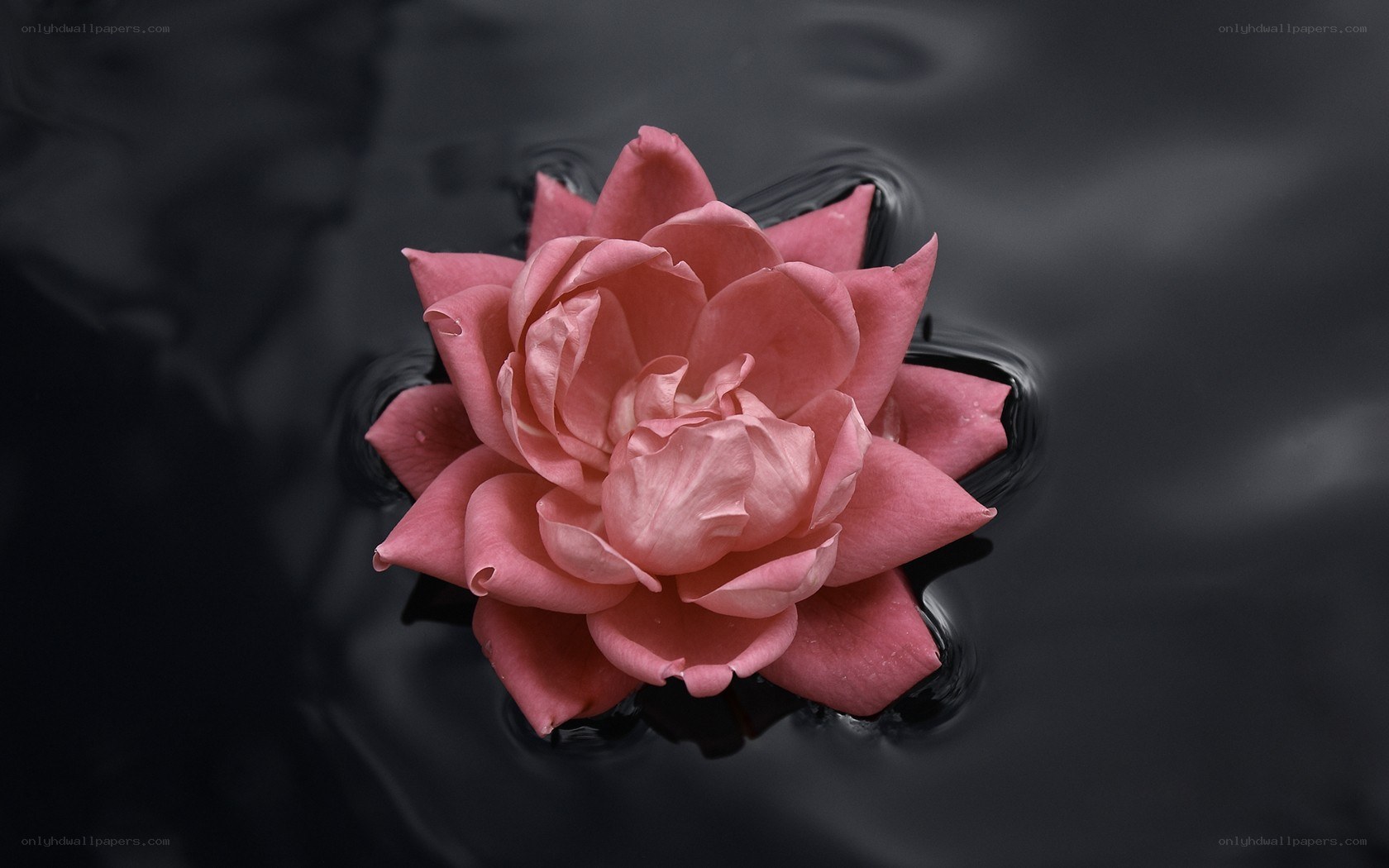 pink rose on dark water