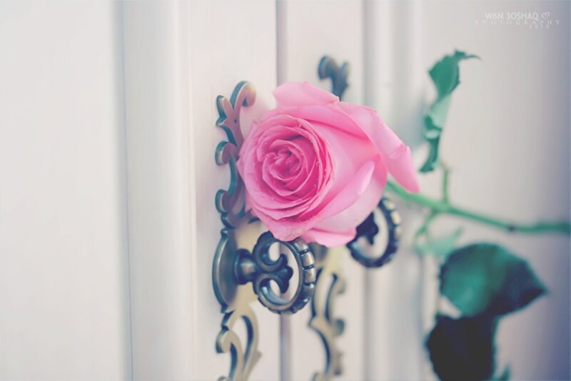 Pink Rose on Door Handle