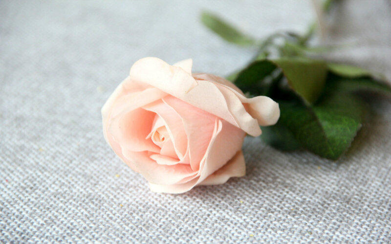 Pink Rose on Fabric — Calm, Photograph, Green Leaves