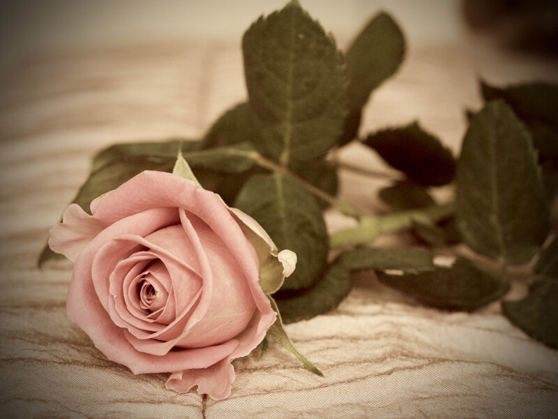 Pink Rose on Fabric — Calm, Photograph, Leaves