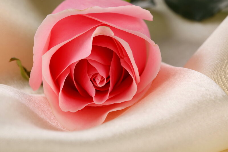 Pink Rose on Fabric — Calm, Photograph