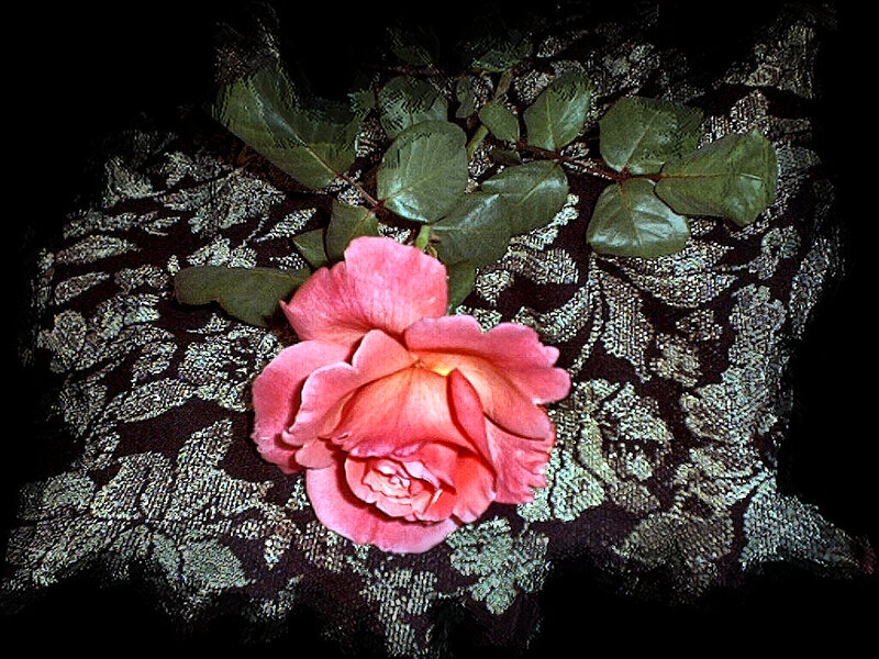 Pink Rose on Fabric — Dramatic