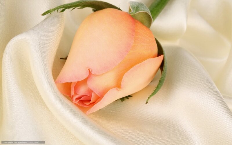 Pink Rose on Fabric — Serene, Photograph, Leaf