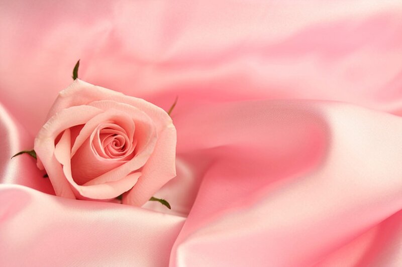 Pink Rose on Fabric — Serene, Photograph
