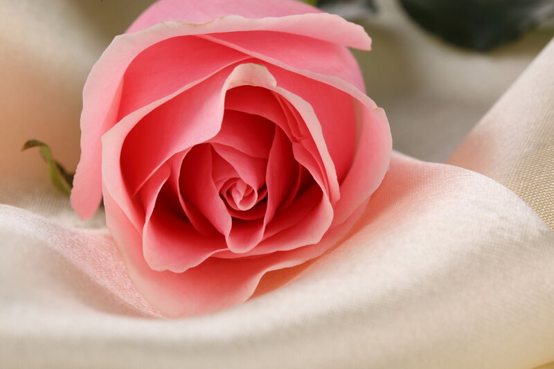 Pink Rose on Fabric — Serene