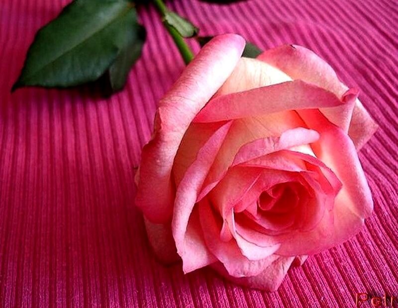 Pink Rose on Fabric