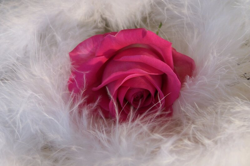 Pink Rose on Feathers