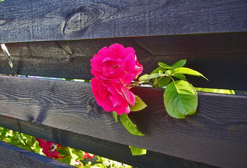 Pink Rose on Fence — Serene