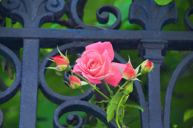 Pink Rose on Fence