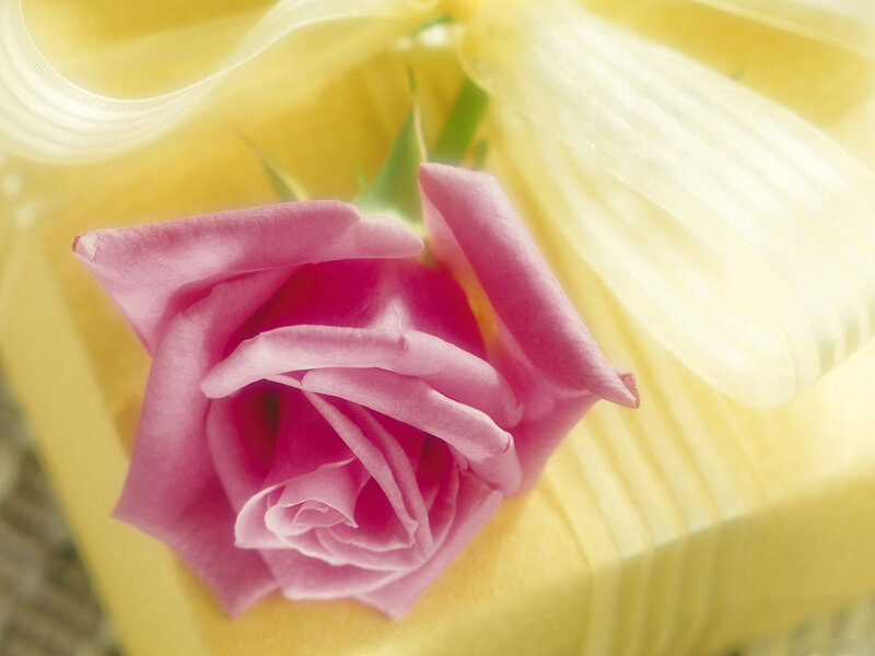 Pink Rose on Gift