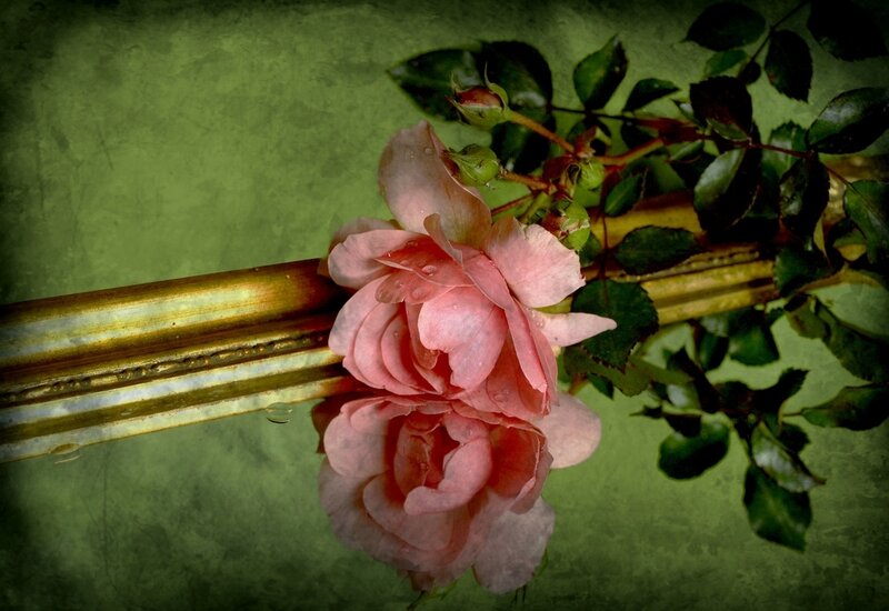 Pink Rose on Gold Bar