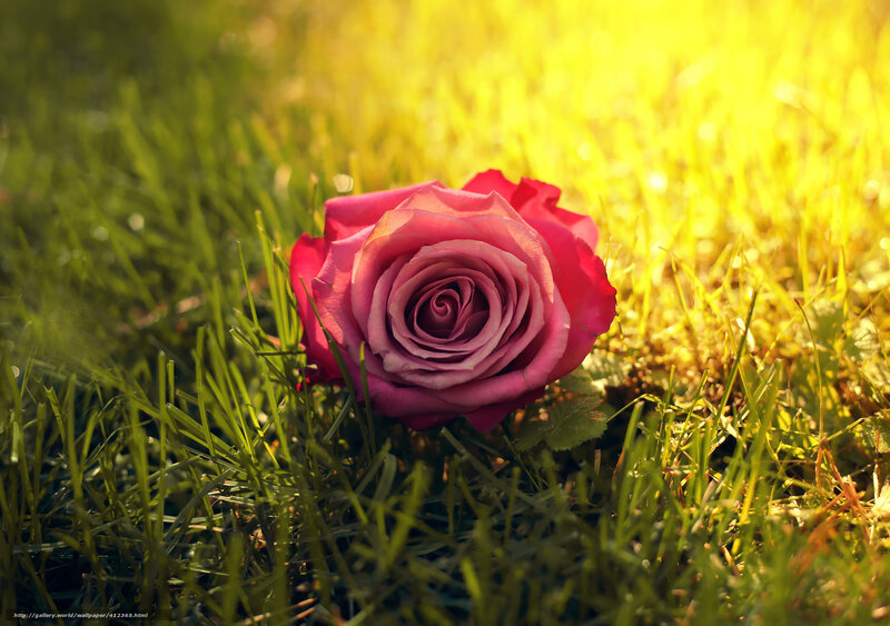 Pink rose on grass at sunset