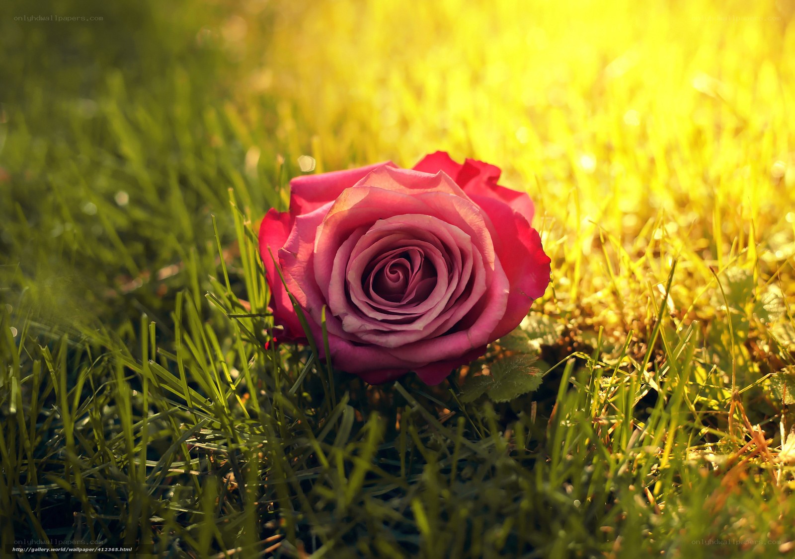 Pink rose on grass at sunset