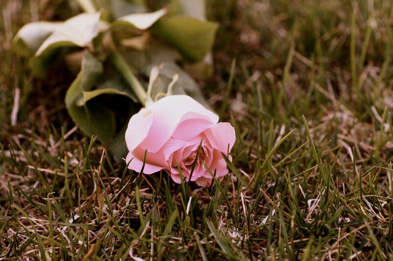 Pink Rose on Grass — Calm