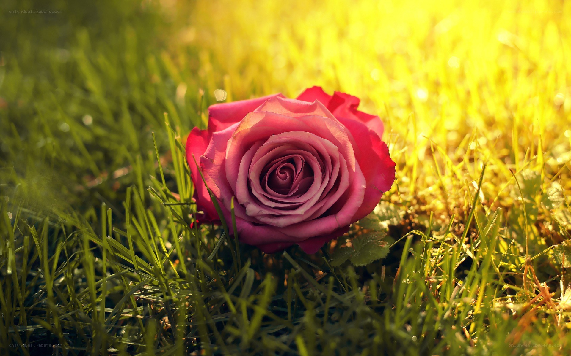 Pink rose on grass in sunlight