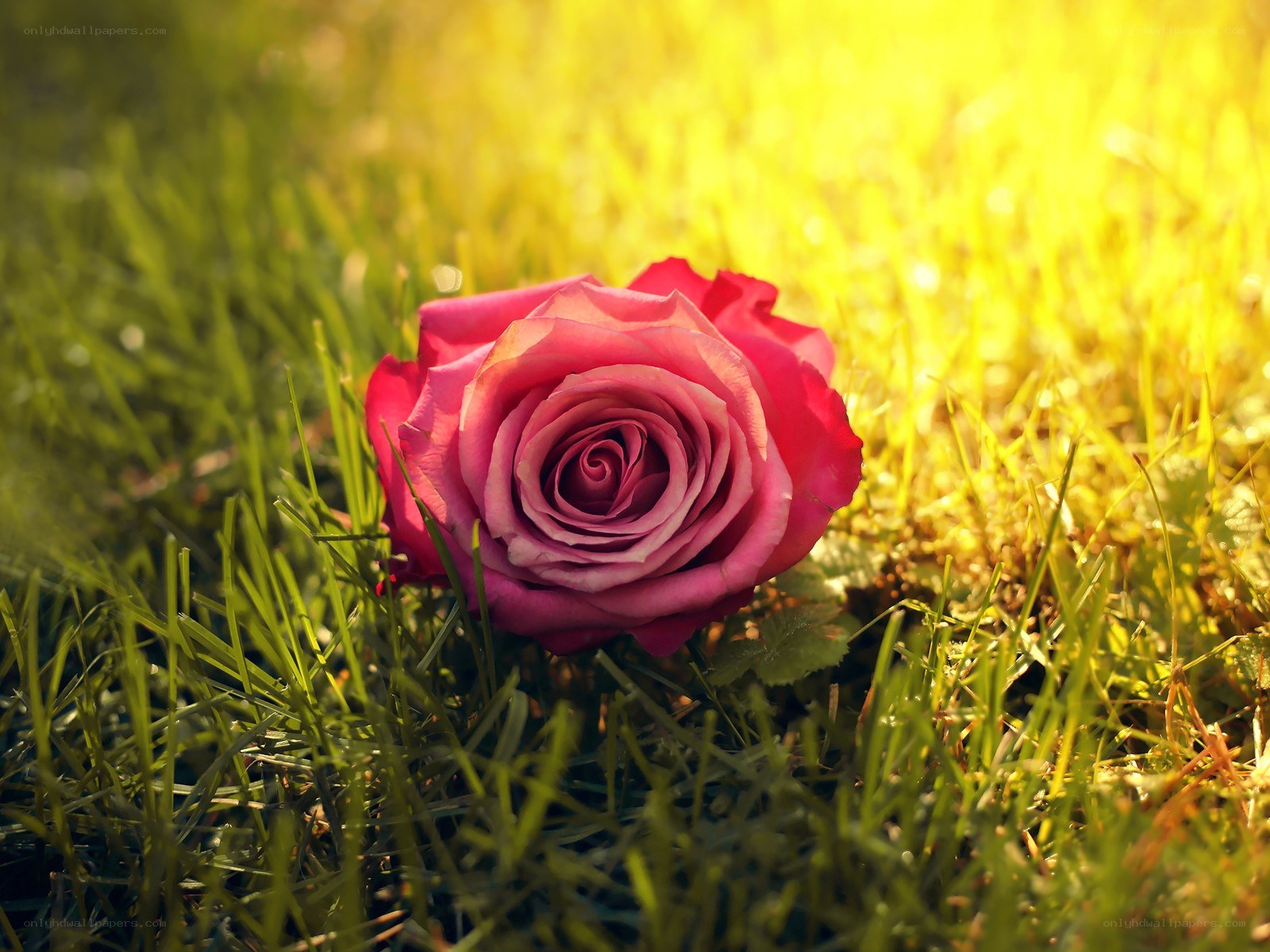 Pink rose on grass in sunlight