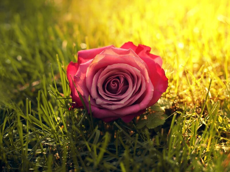 Pink Rose on Grass — Serene, Afternoon