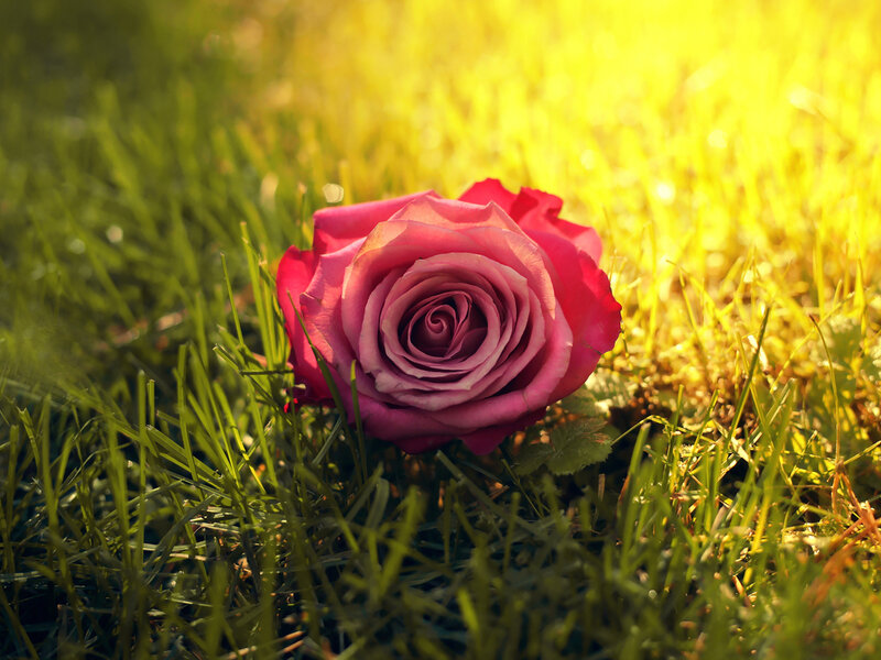 Pink Rose on Grass