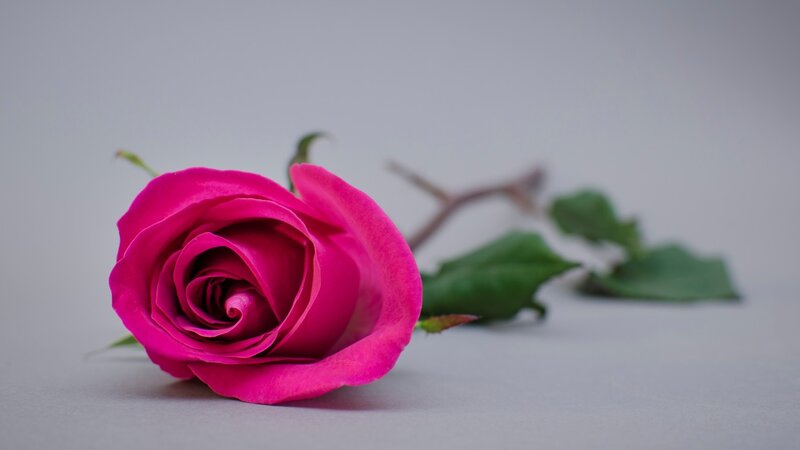 Pink Rose on Gray Surface — Calm, Photograph