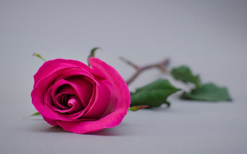 Pink Rose on Gray Surface — Calm