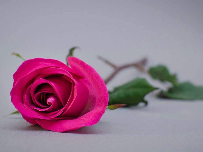 Pink Rose on Gray Surface