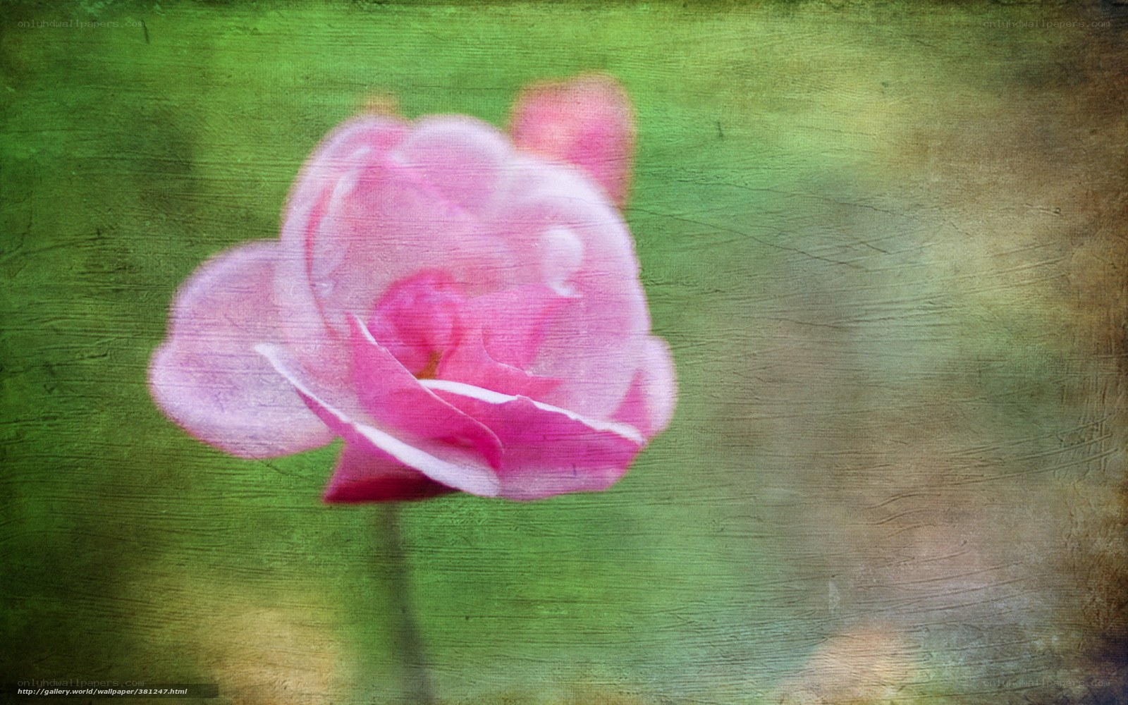 pink rose on green background