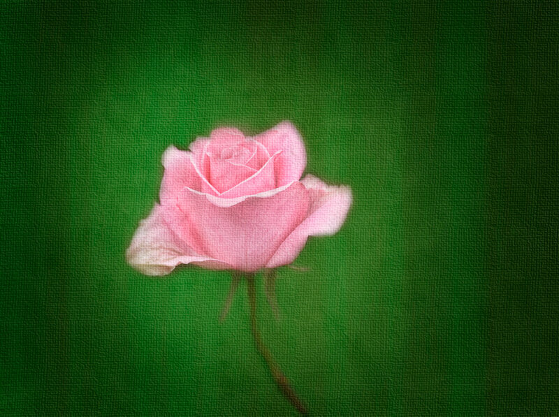 Pink Rose on Green