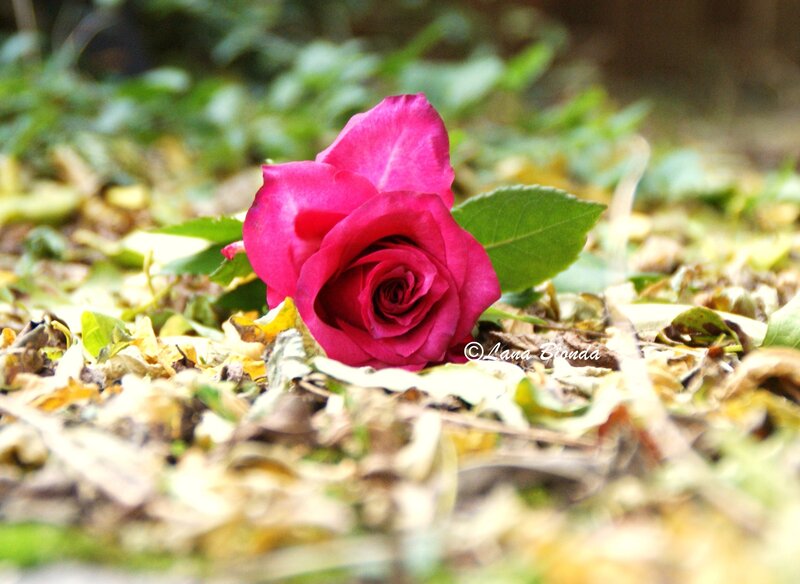 Pink Rose on Ground — Calm