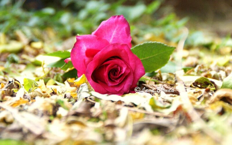 Pink Rose on Ground — Serene