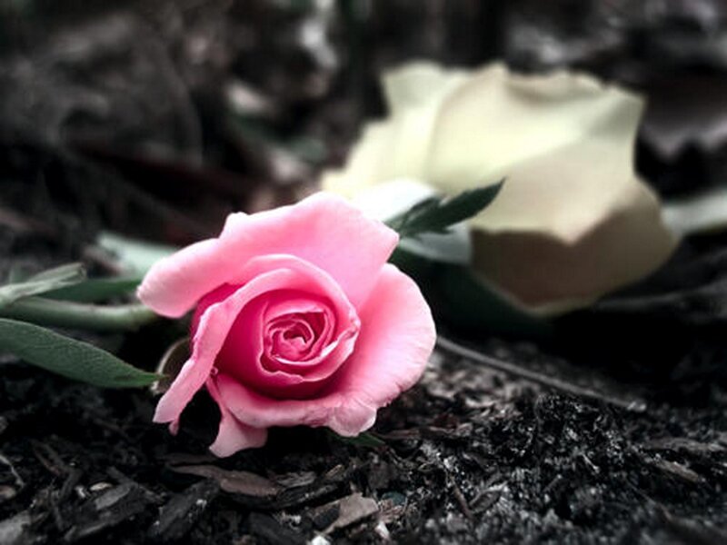 Pink Rose on Ground — Somber, Photograph