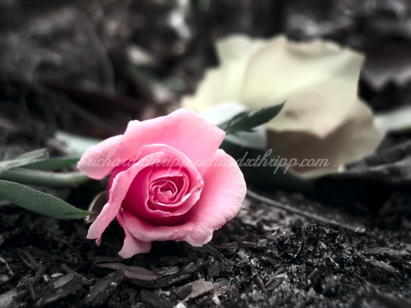 Pink Rose on Ground — Somber