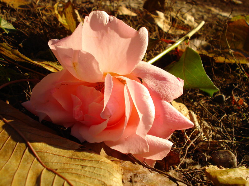 Pink Rose on Ground