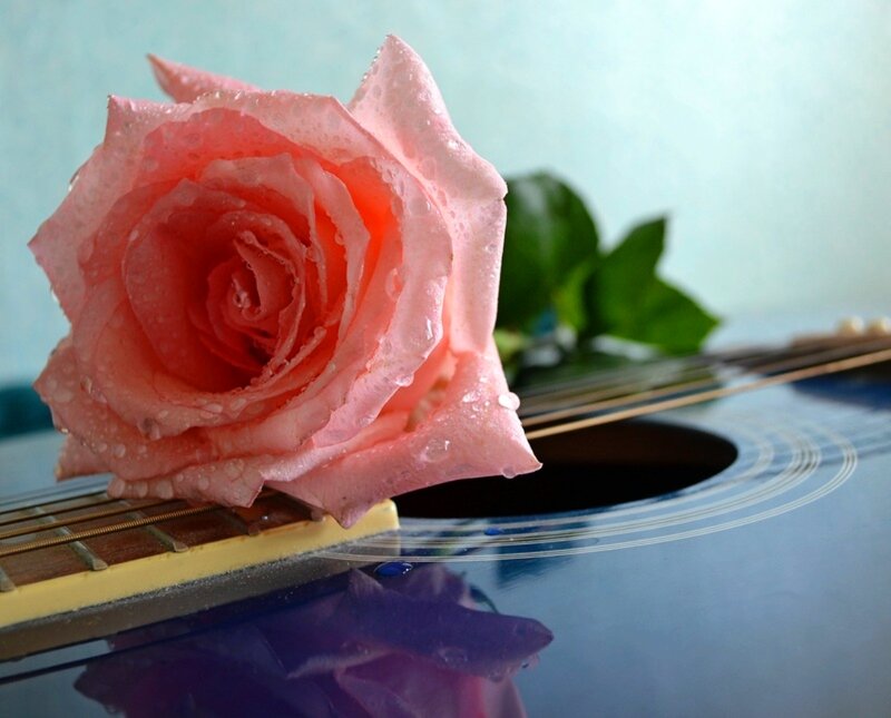 Pink Rose on Guitar — Serene