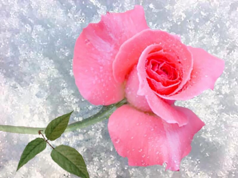 Pink rose on ice