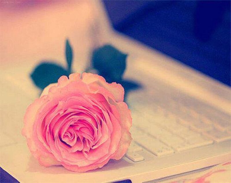 Pink Rose on Keyboard — Calm, Photograph