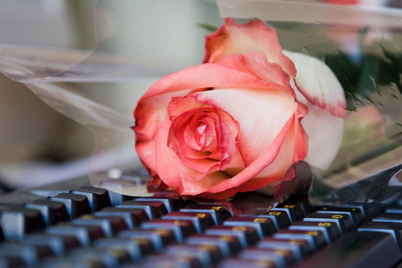 Pink Rose on Keyboard — Calm
