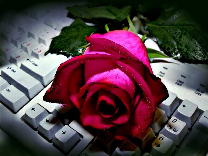 Pink Rose on Keyboard — Dramatic