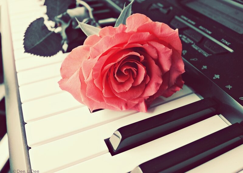 Pink Rose on Keyboard — Red