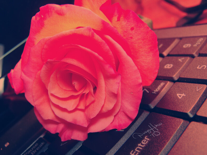Pink Rose on Keyboard