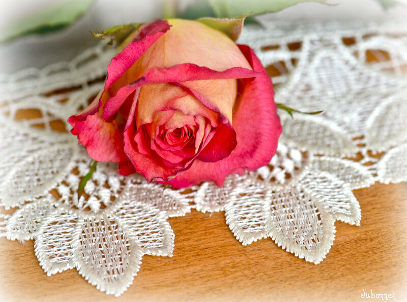 Pink Rose on Lace — Calm