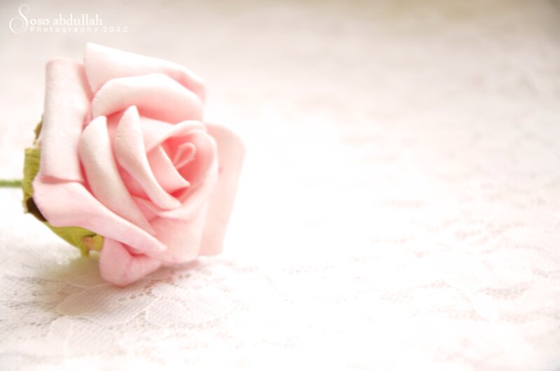 Pink Rose on Lace — Serene