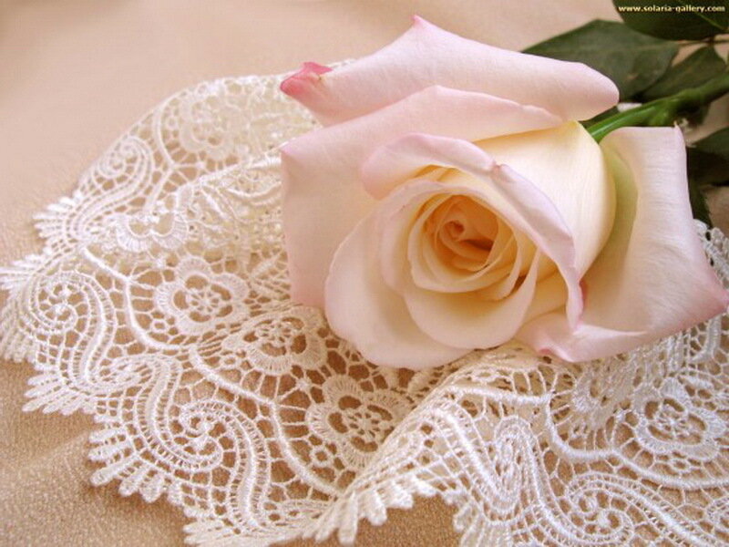 Pink Rose on Lace