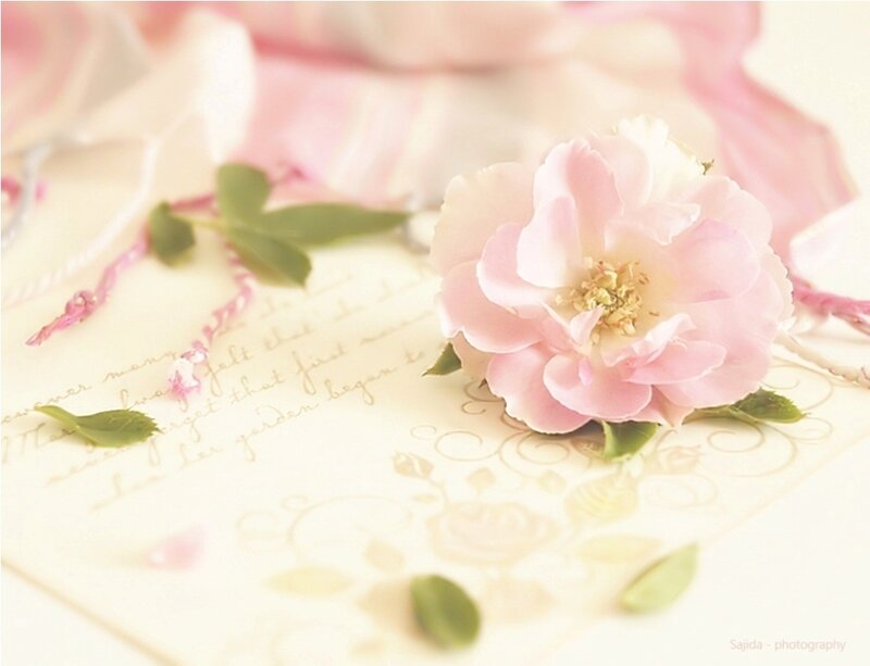 Pink Rose on Letter — Serene, Photograph
