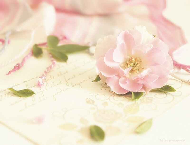 Pink Rose on Letter — Serene