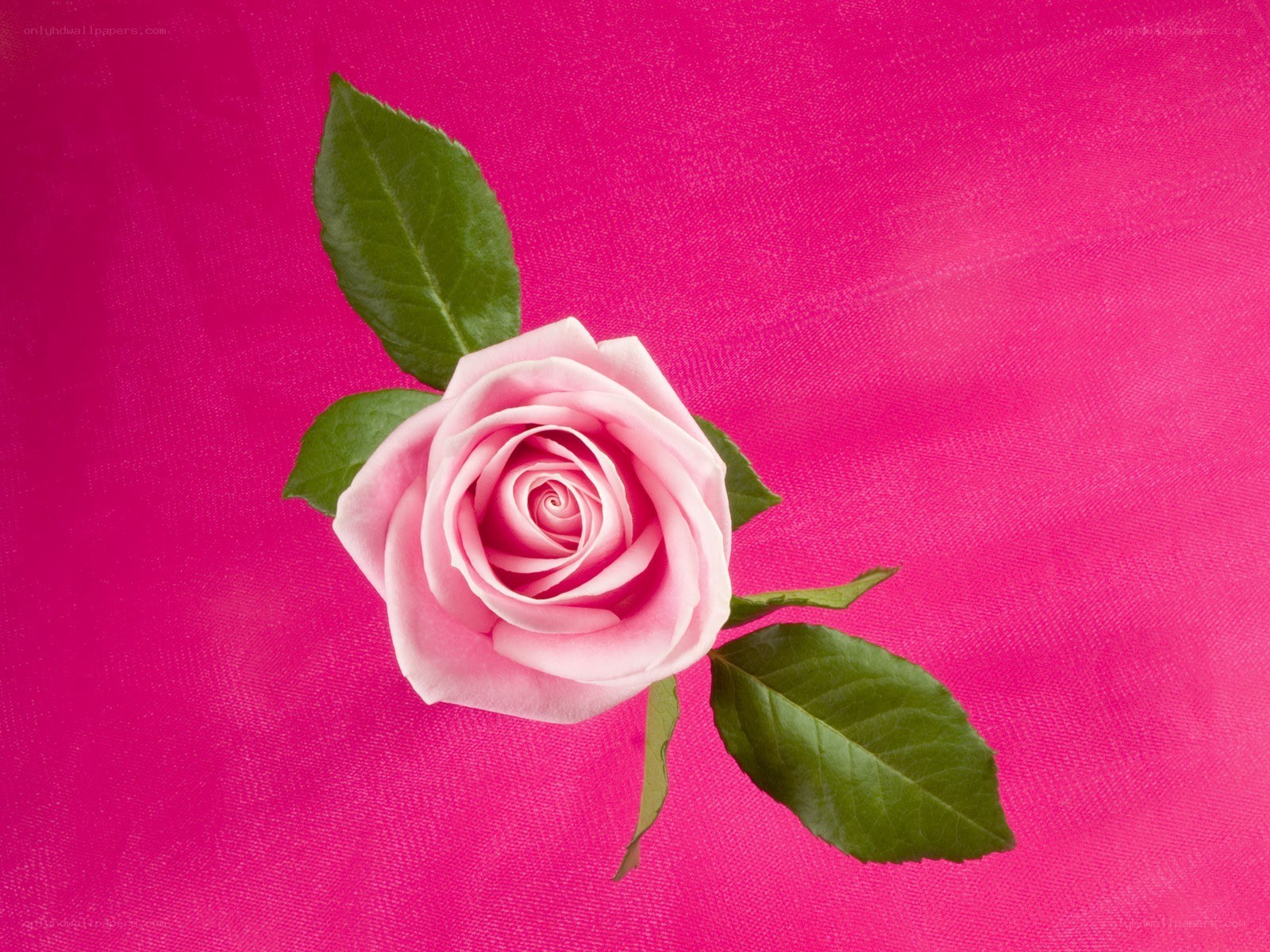 Pink rose on magenta background