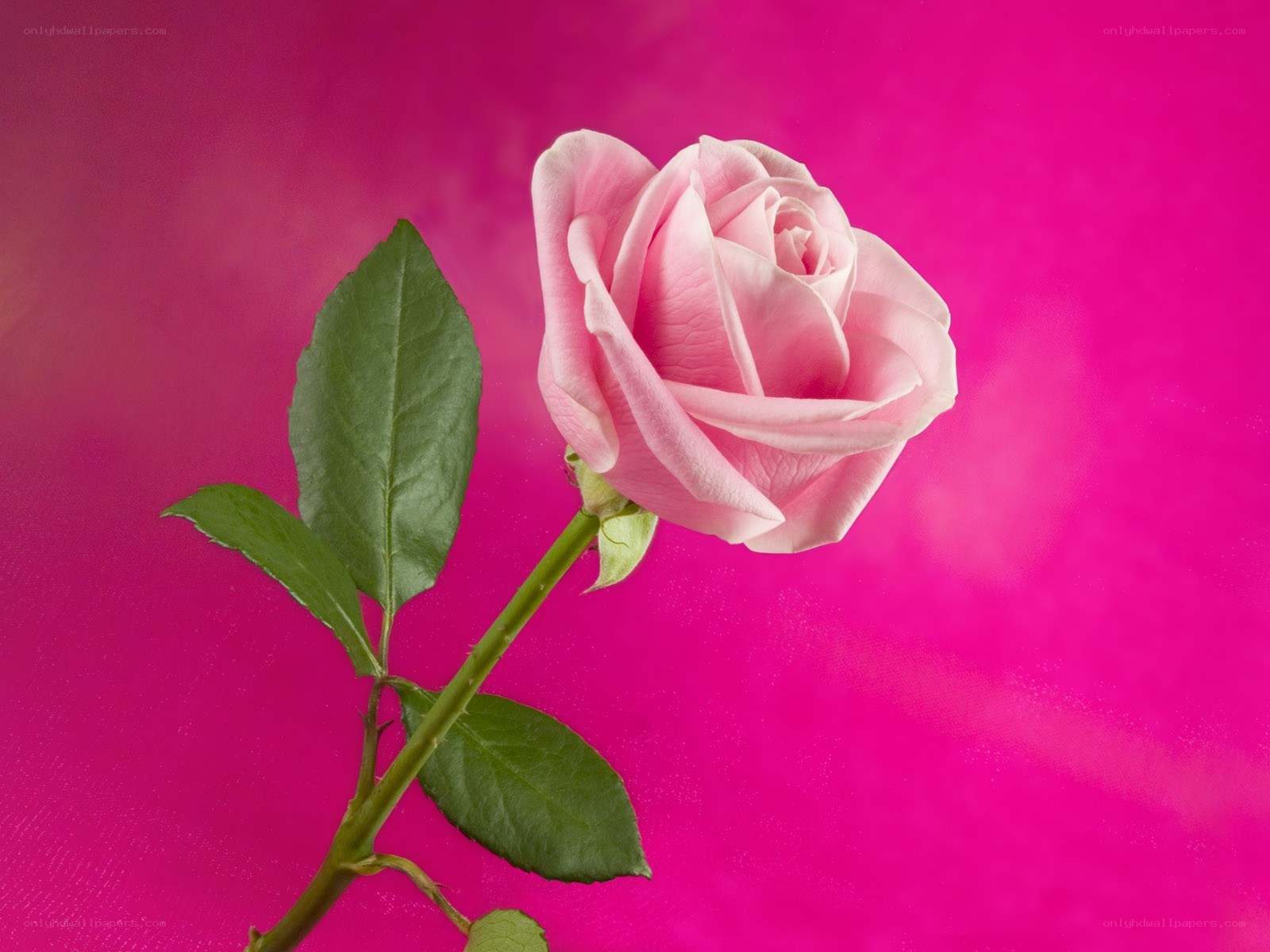 Pink rose on magenta background