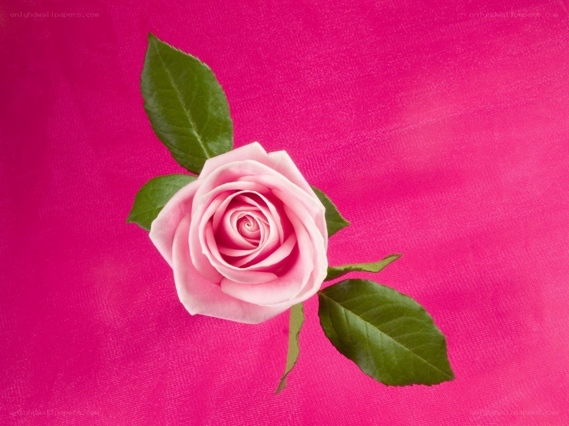 Pink rose on magenta background