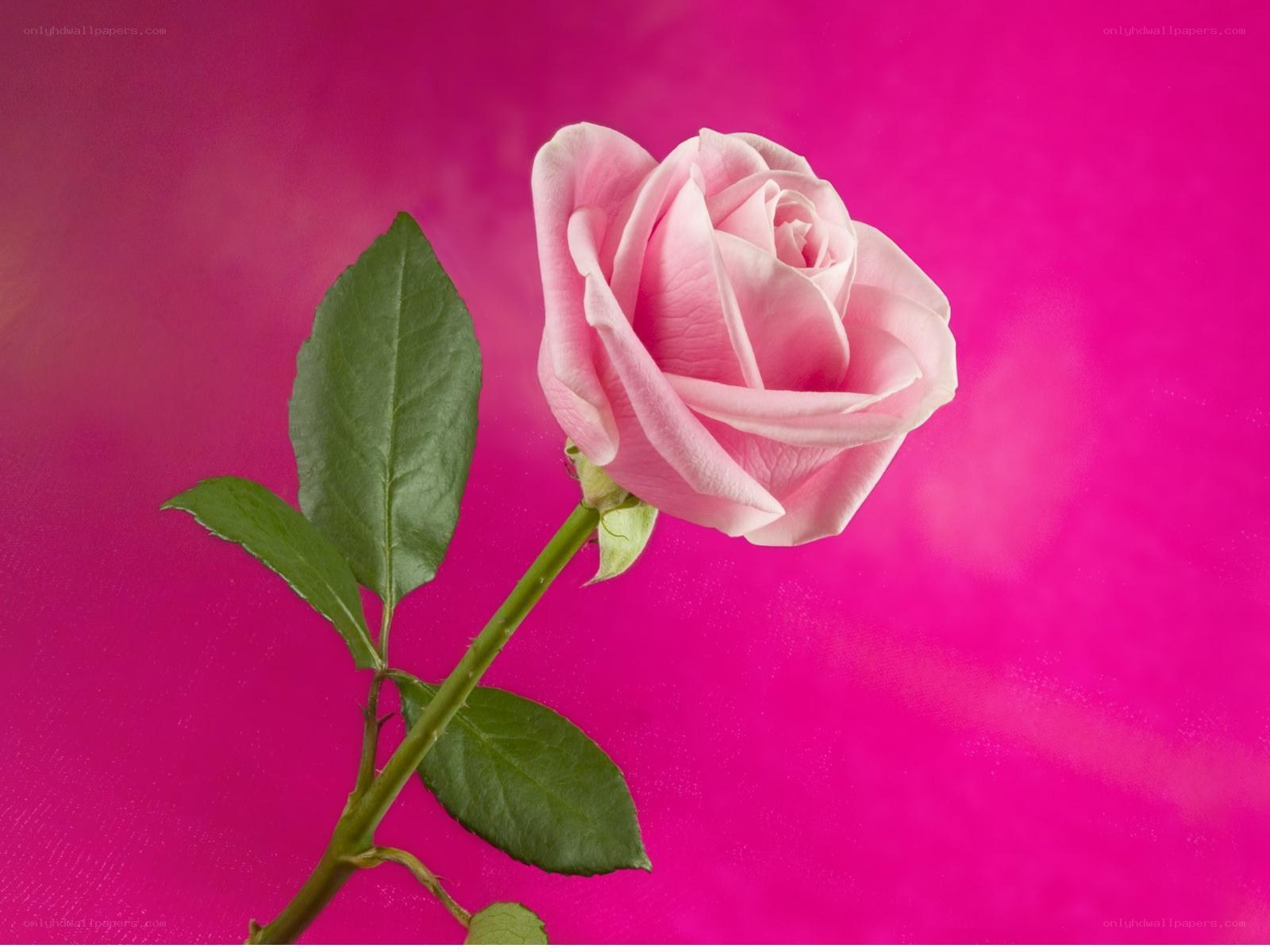 Pink rose on magenta background